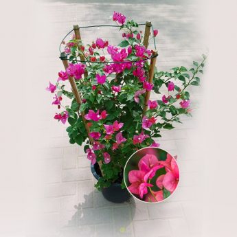 Bougainvillea Pink